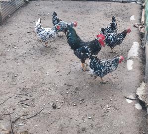 Millefiori piemontese