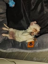 Chihuahua bianco