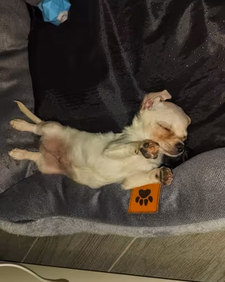 Chihuahua bianco