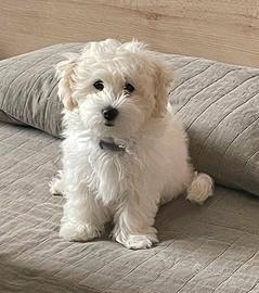 Maltipoo