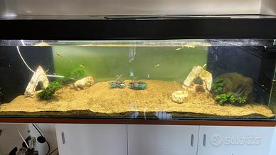 ACQUARIO COMPLETO 320 LITRI – PRONTO ALL’USO