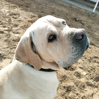 Disponibile per monte