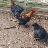 Gallinelle nostrane