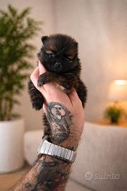 Cucciole spitz pomerania enci