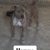 Cuccioli Bully XL
