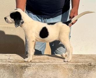 Cuccioli pastore Asia centrale con pedigree Enci