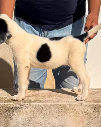 Cuccioli pastore Asia centrale con pedigree Enci