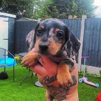 Cuccioli bassotti merle M e F