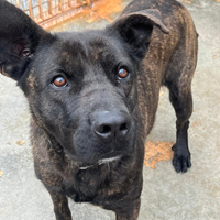 Adil un simpatico cane che aspetta una famiglia