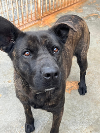 Adil un simpatico cane che aspetta una famiglia