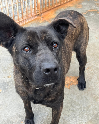 Adil un simpatico cane che aspetta una famiglia