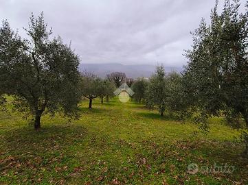 TER. AGRICOLO A GUALDO TADINO