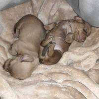 Cucciole di bassotto Kaninken