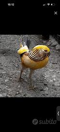 Fagiano dorato giallo