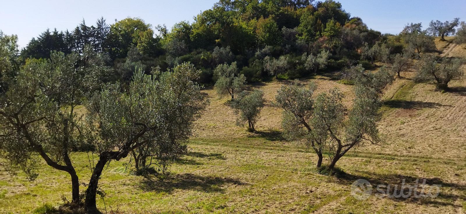 Terreno agricolo in biologico a Mompeo (RI) - Vista 4