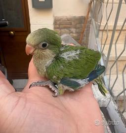 PULLI DI PARROCHETTO MONACO ALLEVATI A MANo