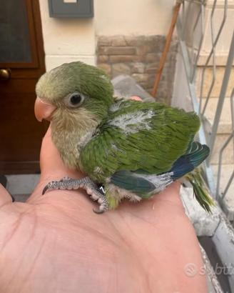 PULLI DI PARROCHETTO MONACO ALLEVATI A MANo