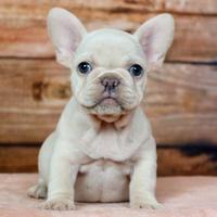 BULLDOG FRANCESE - BOUELDOGUE cream puppy pag.rate