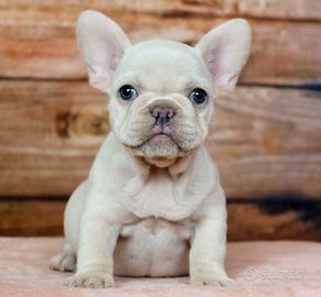 BULLDOG FRANCESE - BOUELDOGUE cream puppy pag.rate