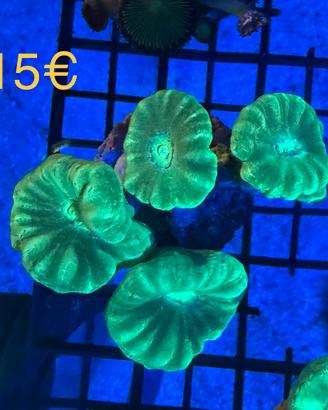 Talee coralli acquario marino