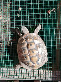 Tartaruga maschio