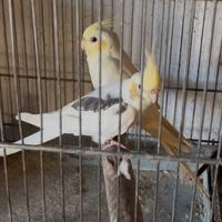 Pappagalli Calopsite faccia crema