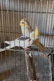 Pappagalli Calopsite faccia crema