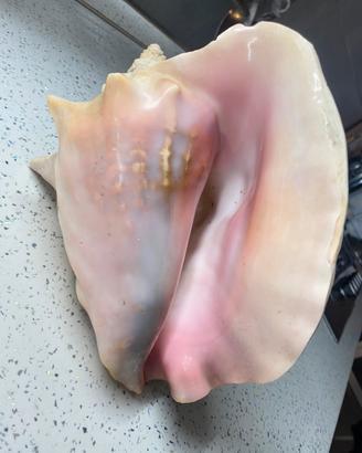 Conchiglia gigante naturale 1,150 kg di peso