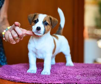 Jack russell cucciolo e cucciola