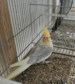 Calopsita