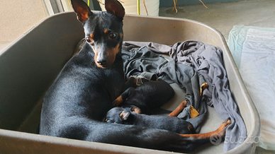 Cuccioli pinscher