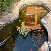 Carpe koi, pesci rossi e tartarughe