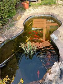 Carpe koi, pesci rossi e tartarughe