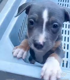 Cuccioli pit bul /bul terrier