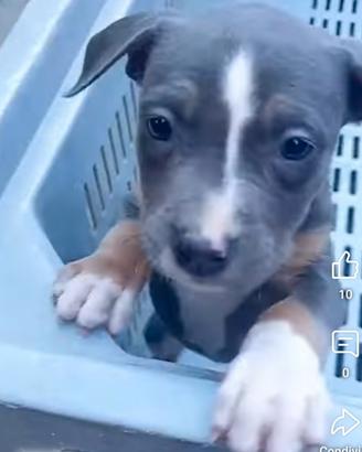 Cuccioli pit bul /bul terrier