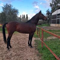 Cavallo adatto a tutti