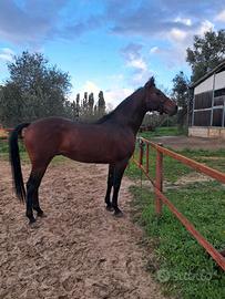 Cavallo adatto a tutti