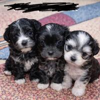 Maltese