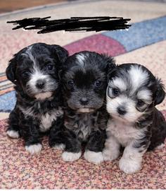 Maltese
