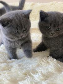 Cuccioli British short hair