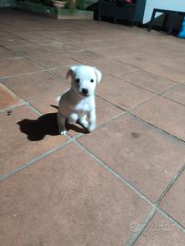 Jack Russel disponibili
