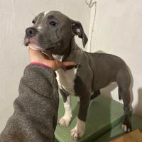 DISPONIBILI CUCCIOLI PITBULL di 4 mesi