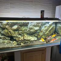 Acquario 600 Litri + Kit pompa e Carpe Koy