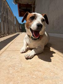 Cuccioli Jack Russell