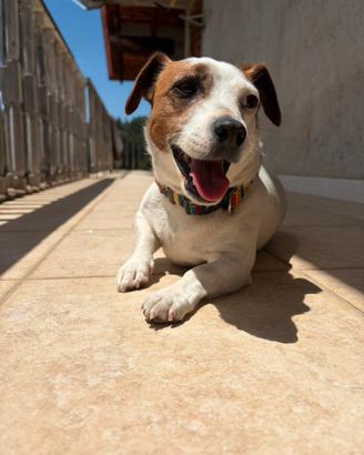 Cuccioli Jack Russell