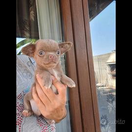 Chihuahua maschio con Pedigree