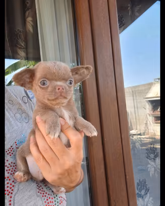 Chihuahua maschio con Pedigree