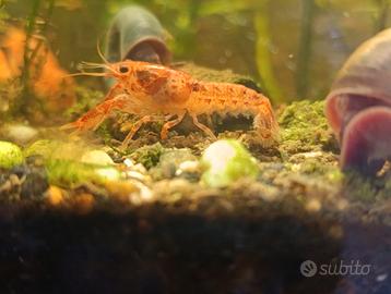 Cambarellus Patzcuarensis Orange