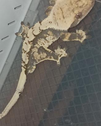 Geco ciliatus