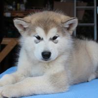 Cuccioli di Alaskan Malamute Disponibili